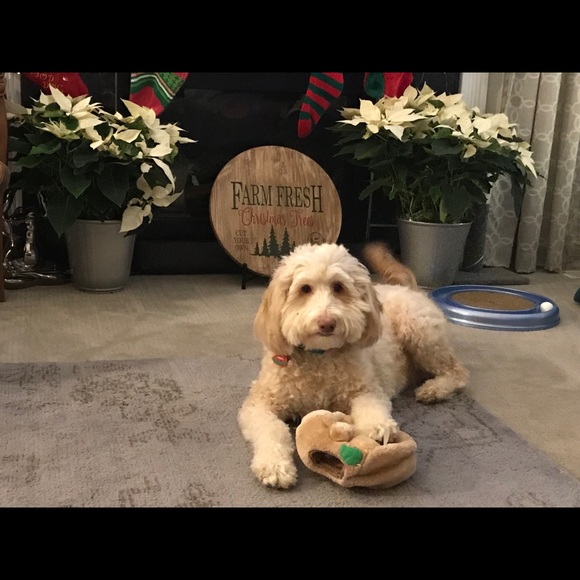 Meet your Posher, Maggie - Picture 4 of 5